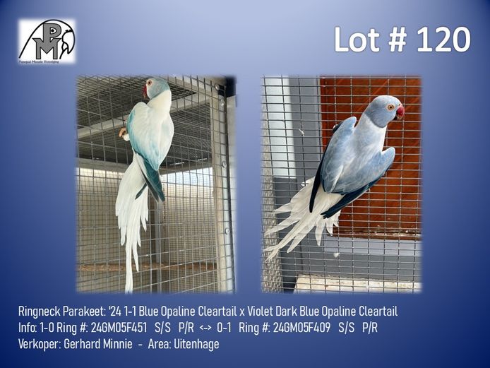 1-1 '24 Ringneck Parakeet: Blue Opaline Cleartail x Violet Dark Blue Opaline Cleartail - Gerhard Minnie