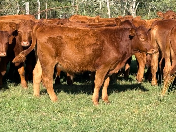 Tollies | M.E. Wardle