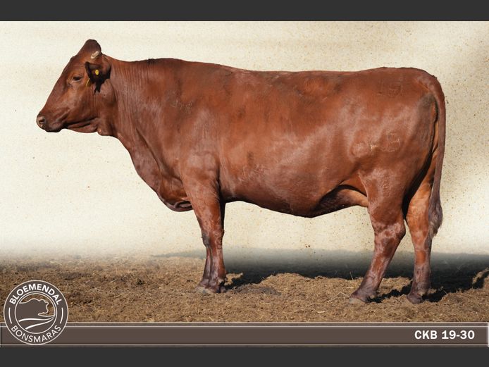 CKB190030 | CHRIS KRUGELL BLOEMENDAL