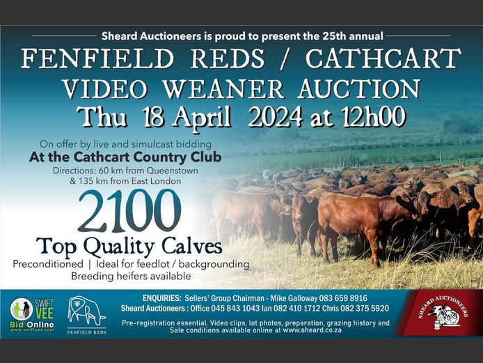 25TH ANNUAL FENFIELD REDS / CATHCART VIDEO WEANER AUCTION