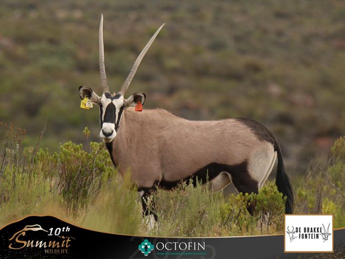 46 2/8" Oryx Cow running with 44 6/8" Tankwa	