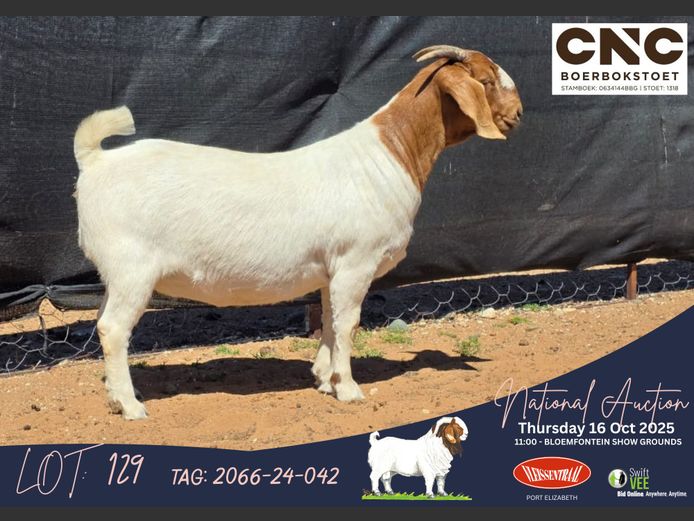 2066-24-042 | Connie Coetzee (CNC Boerbokstoet)