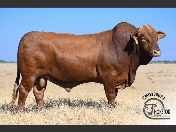 CMO230073 | WILDEHONDEPAN TRUST