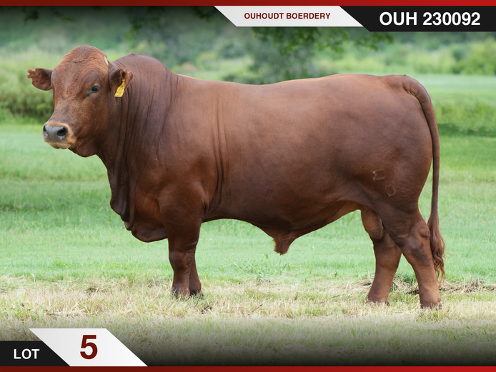 OUH 230092 | OUHOUDT BONSMARAS