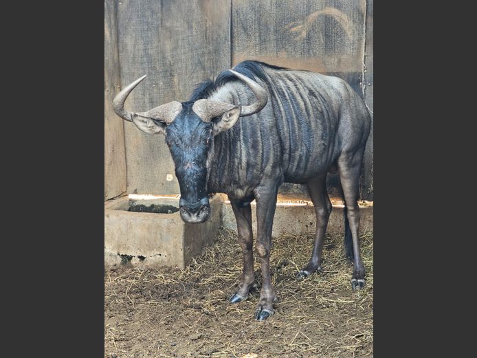BLUE WILDEBEEST | GNG PROJECTS