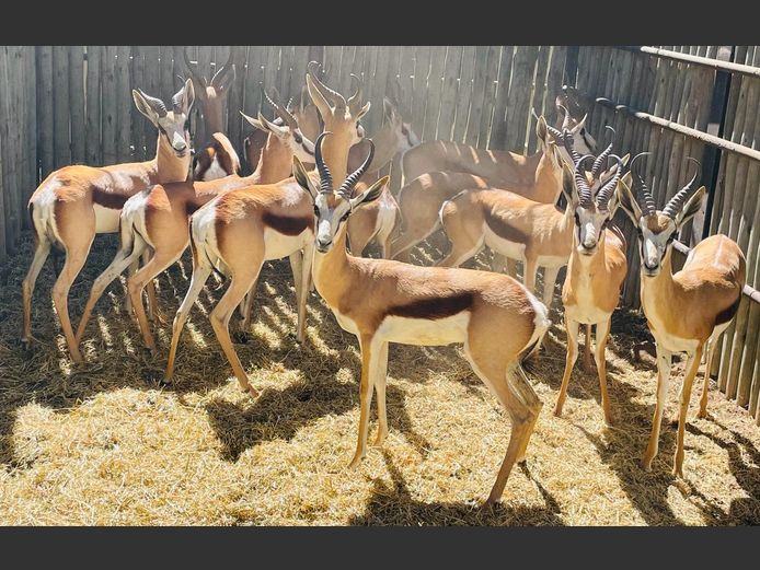 Springbok ramme