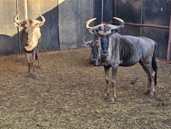BLUE WILDEBEEST | ZEBULA