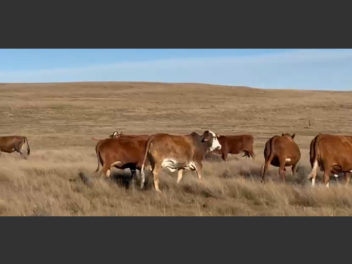 Cattle 