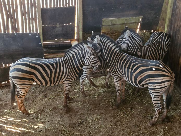 ZEBRA | NYLSVLEI GAME