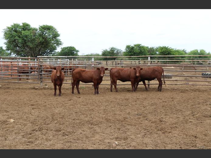 Commercial Animals | JP du Preez