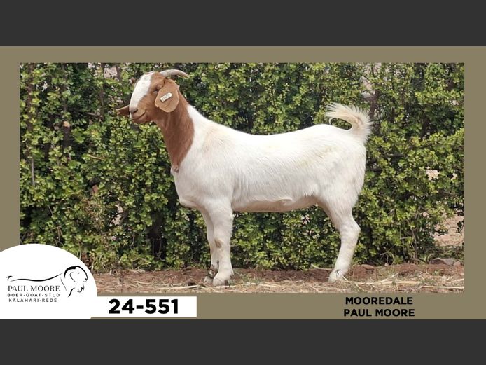 24-551  |  Paul Moore - Mooredale
