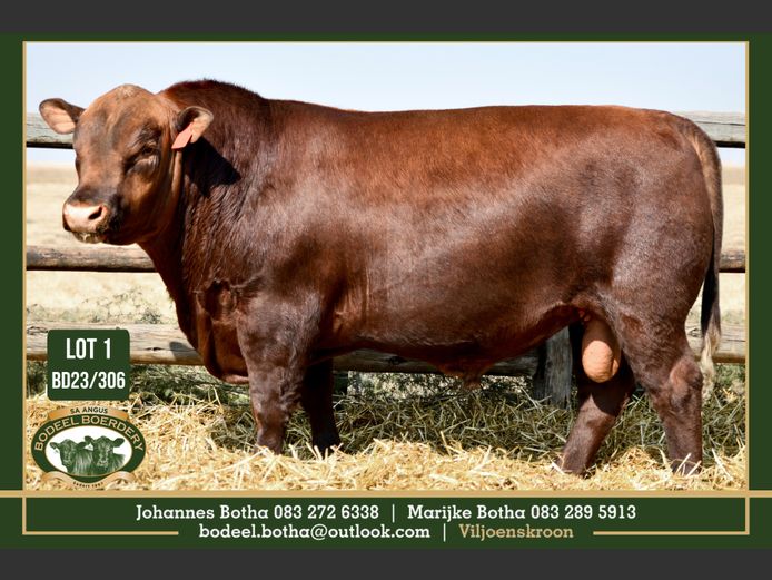 BD 230306 | BODEEL BOERDERY