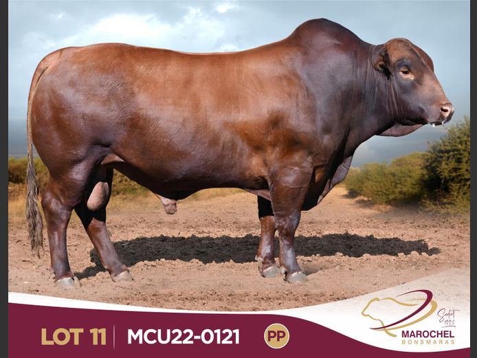 MCU220121 PP(c)