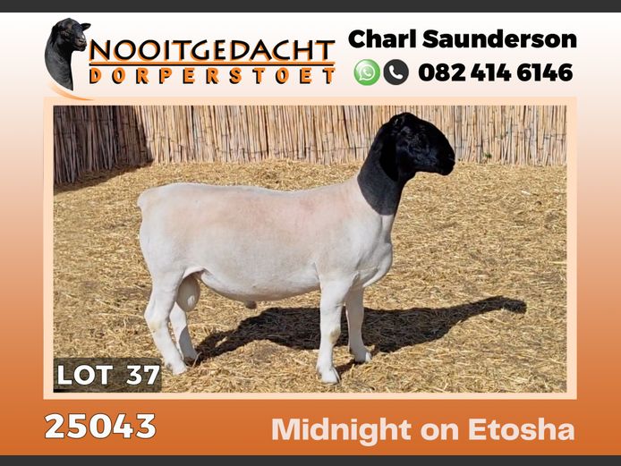 25043 | NOOITGEDACHT  DORPERS