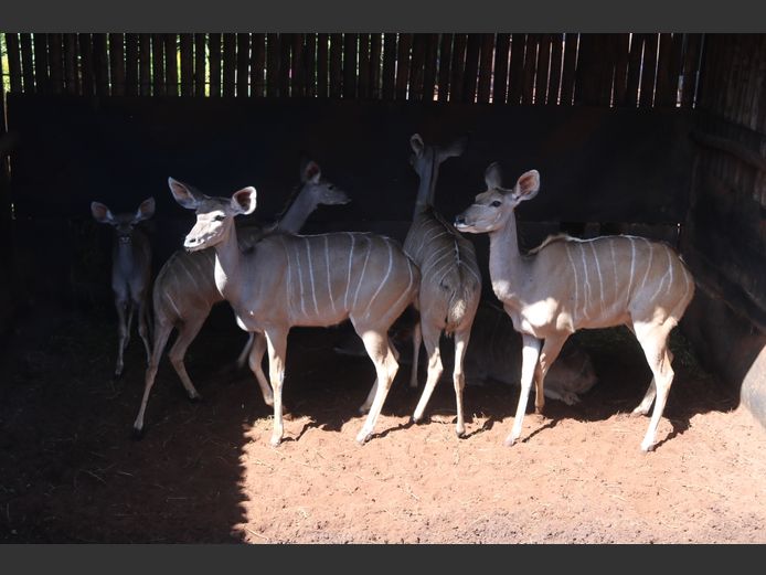 KOEDOES