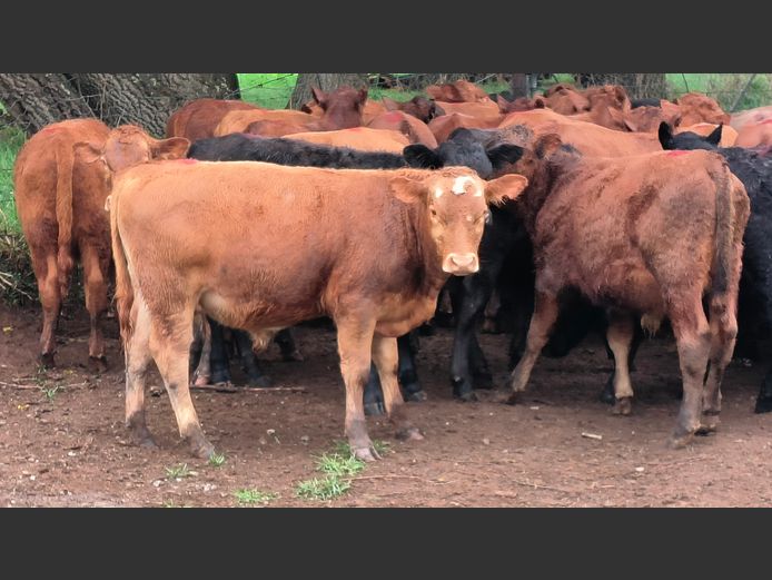 Commercial Animals | Esk River Farming