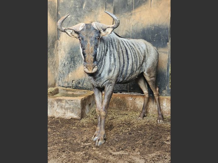 BLUE WILDEBEEST | DAGBREEK