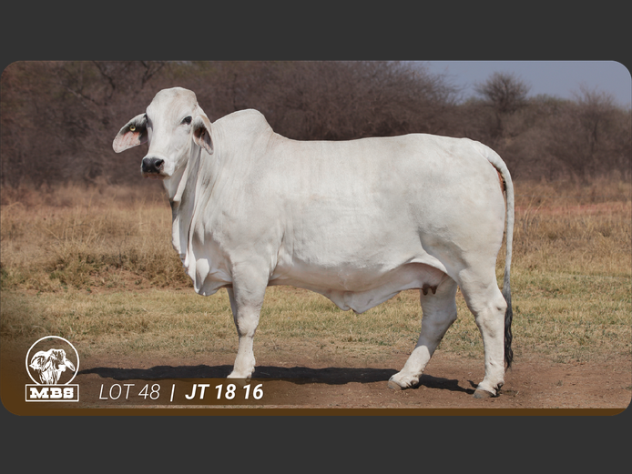 JT1816 | MBS BRAHMANE