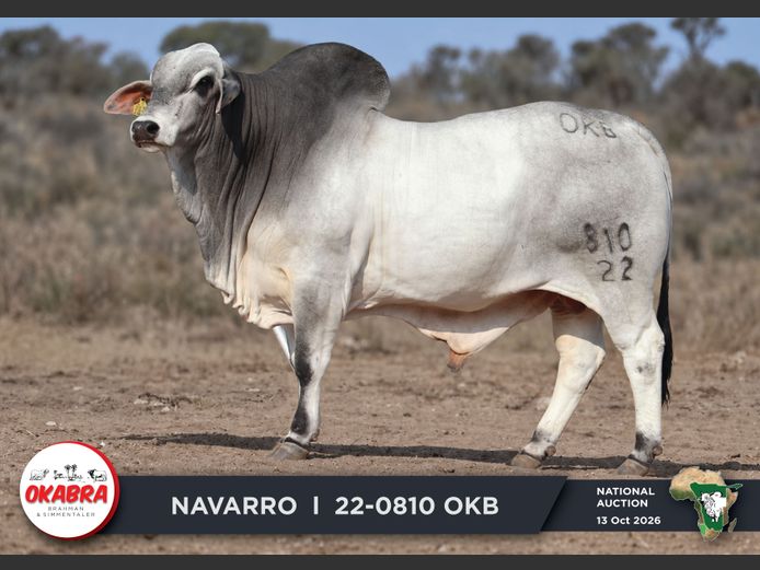 22-0810OKB | OKABRA BRAHMANS