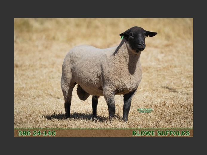 386 240140 | C.J. THERON