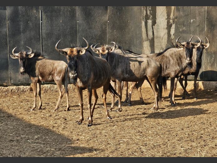 BLUE WILDEBEEST | 3-SOUTH BDY