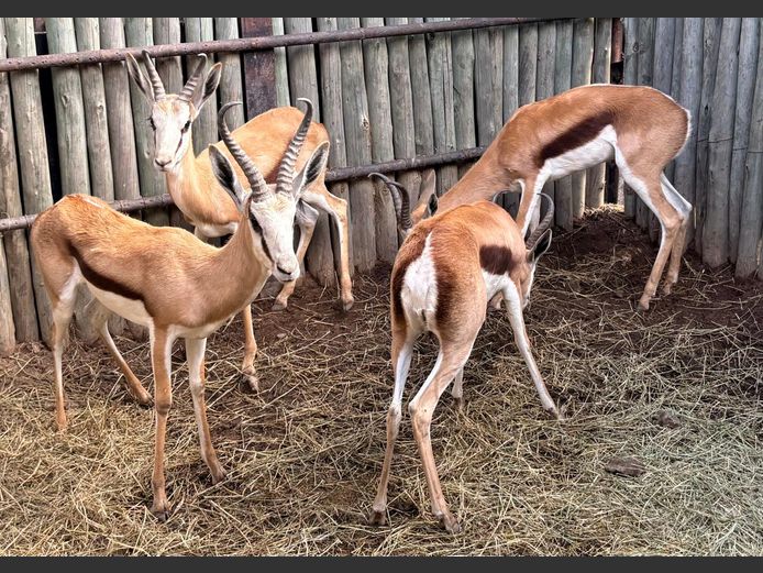 Kalahari Springbok Ramme