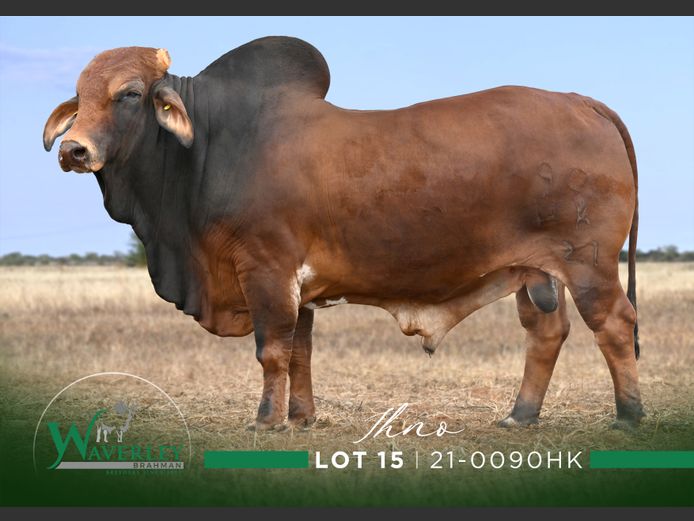 21-0090HK | WAVERLEY BRAHMAN