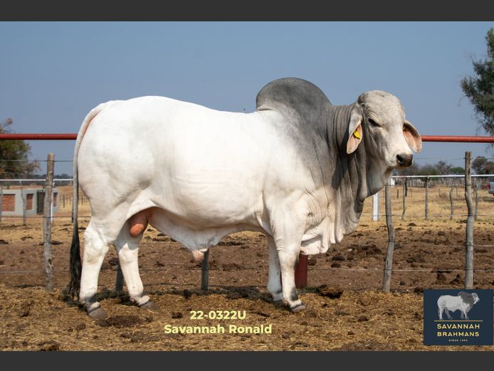 22-0322U | SAVANNAH BRAHMANS