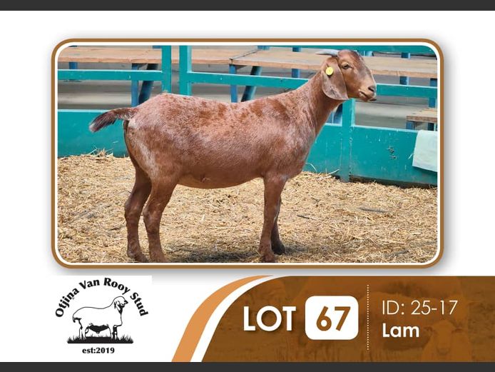 25-015 | BILLY KAZONGANGA