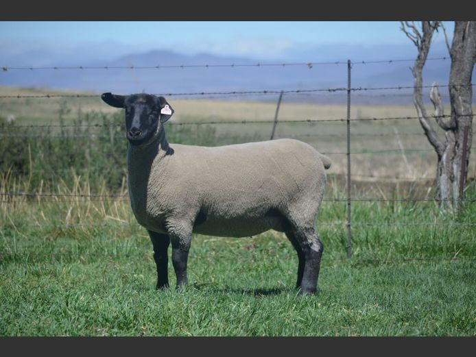 301 240362 | TWEESEUNS