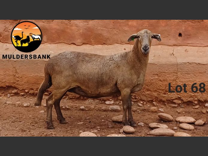 Ooi | MULDERSBANK MEATMASTERS