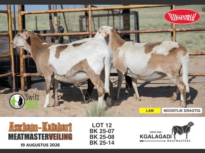 BK 25-08 | BARRI KNOETZE