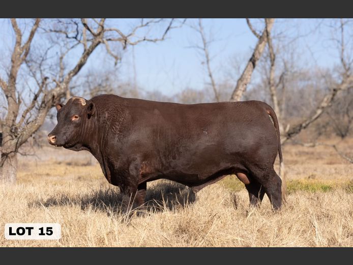 LAM2309 | BULL'S RUN SUSSEX STUD