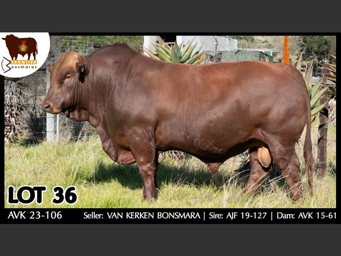 AVK 230106 | VAN KERKEN BONSMARA