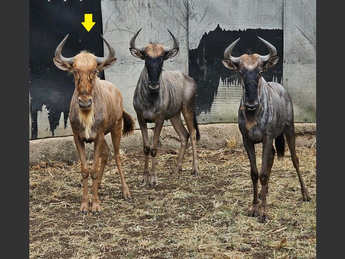 GOLDEN GNU | ZEEKOEVALLEY