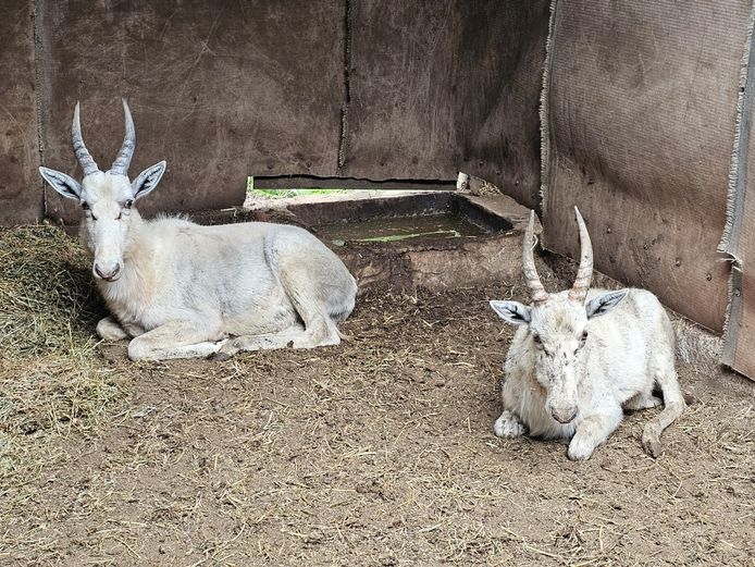 WHITE BLESBUCK | R.A.H. WILD