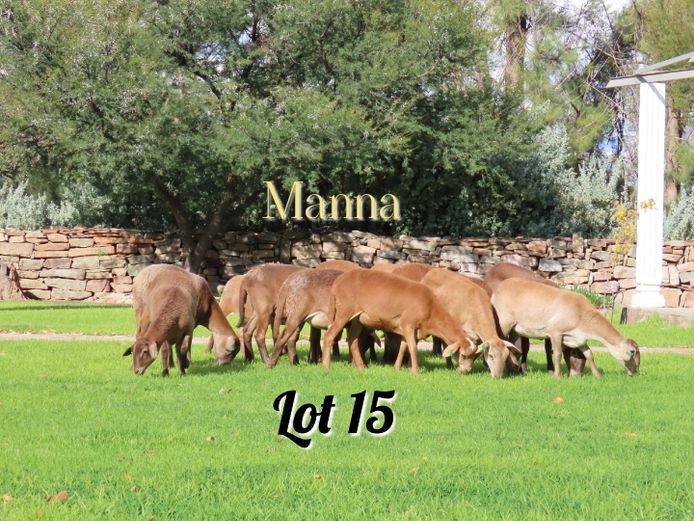 Ewes | Manna