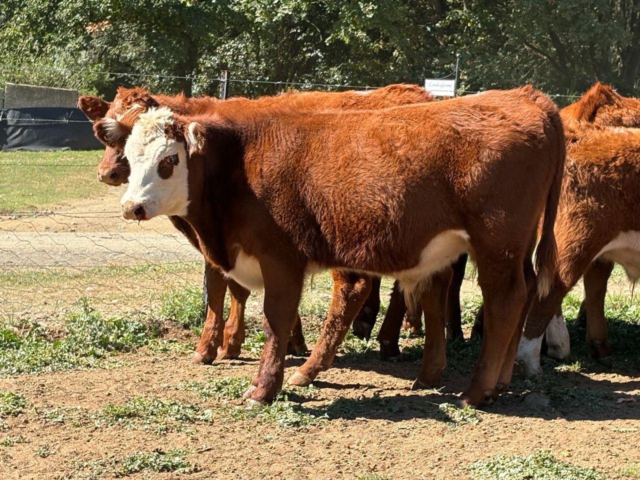 Lot 8 | FENFIELD REDS WEANER SALE | SwiftVEE | South Africa’s Leading ...