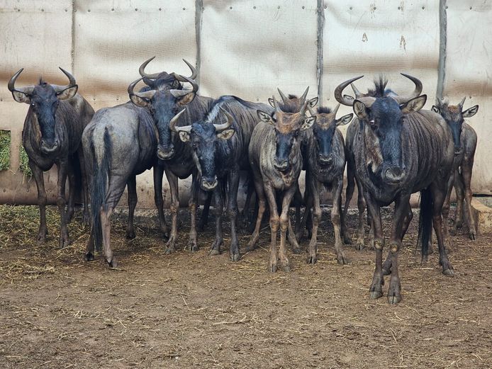 BLOUWILDEBEES | HIGHLAND