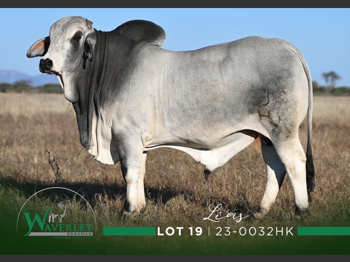 23-0032HK | WAVERLEY BRAHMAN