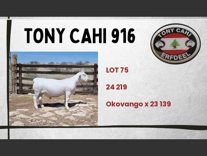 916 24 0219W | Tony Cahi Witdorpers