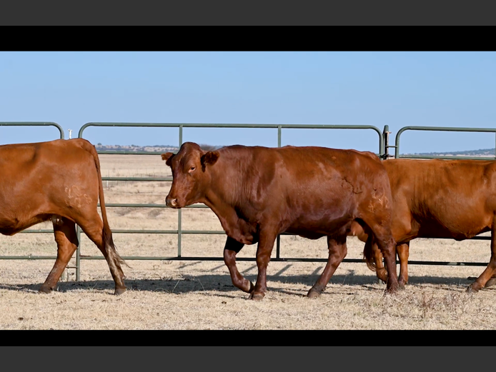 Commercial Animals | ALLEM BROTHERS