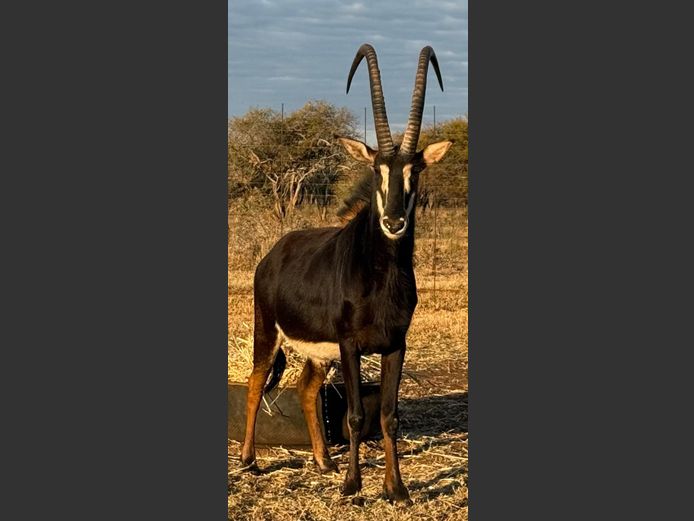 SABLE 40 2/8 ” | B. MOOLMAN