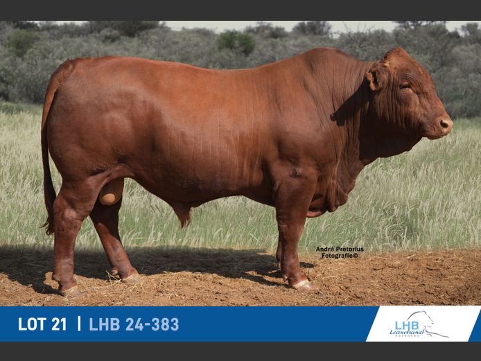 LHB240383 | LEEUHEUWEL BOERDERY (EDMS) BPK