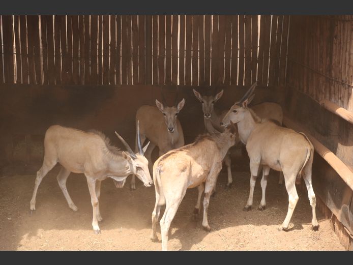 Eland