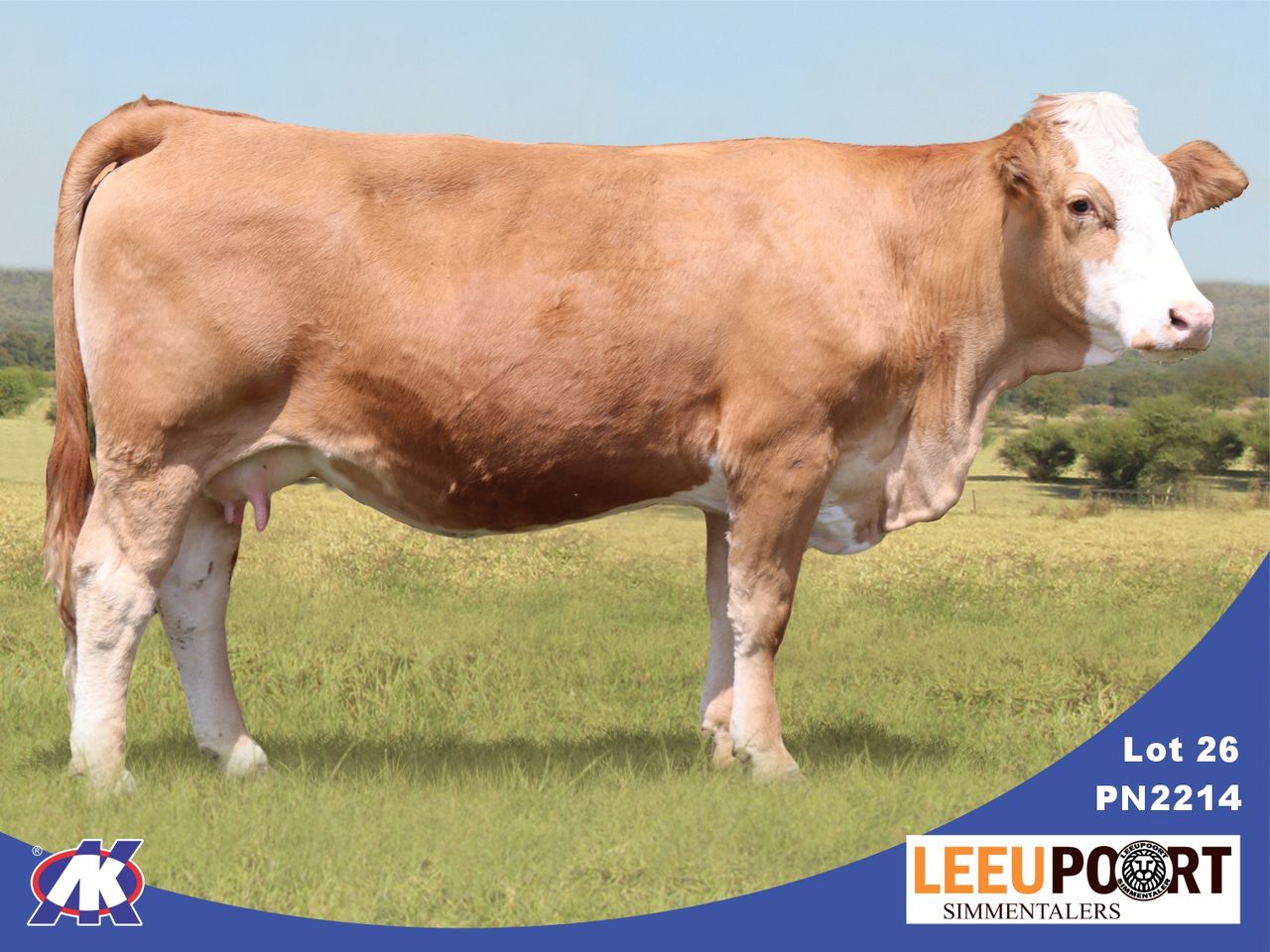 images