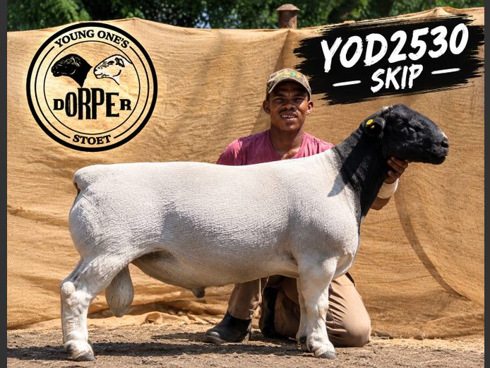 YOD 2530-2837 "Skip" | YOUNG ONE'S DORPERS