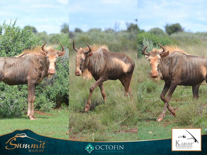 KING WILDEBEEST HEIFERS