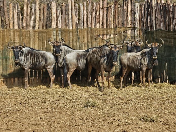 BLUE WILDEBEEST | DAGBREEK