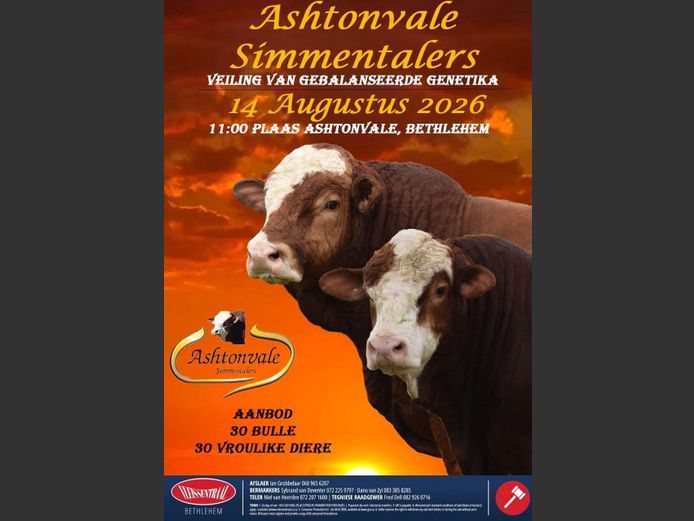 ASHTONVALE SIMMENTALERS VEILING